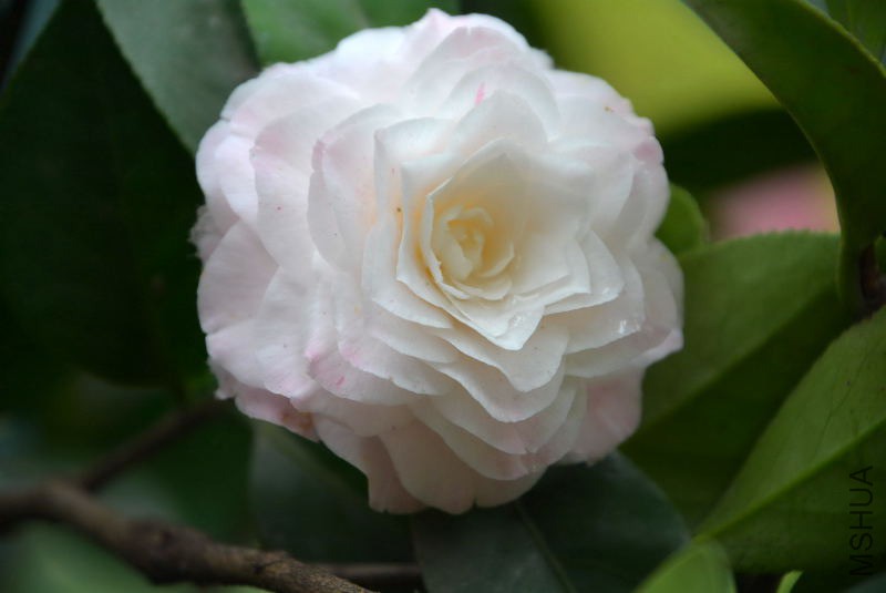 DSC_92340572.JPG