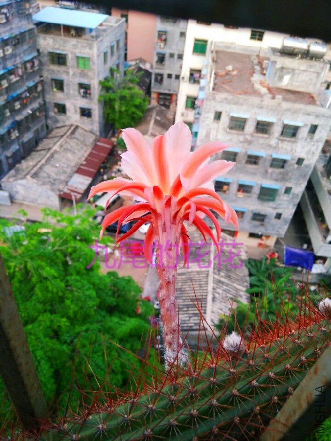 �ƽ�Ŧ����01.jpg