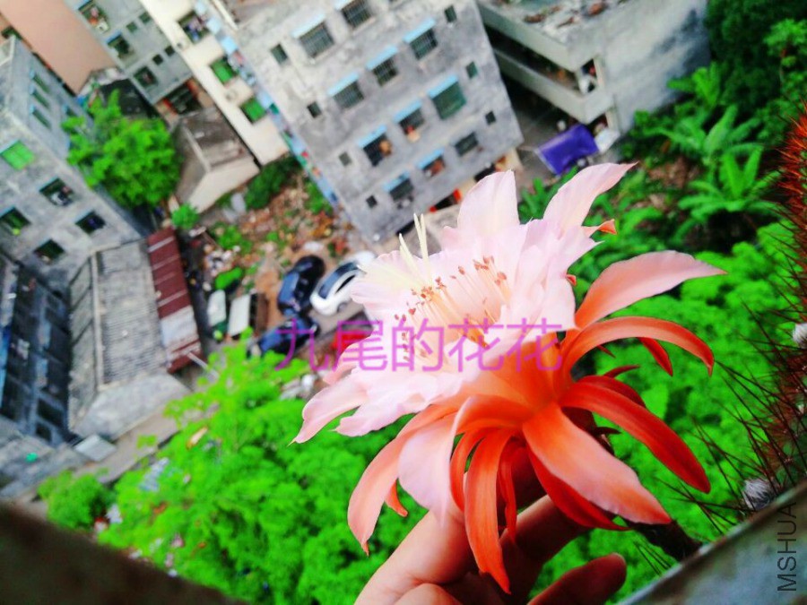�ƽ�Ŧ����02.jpg