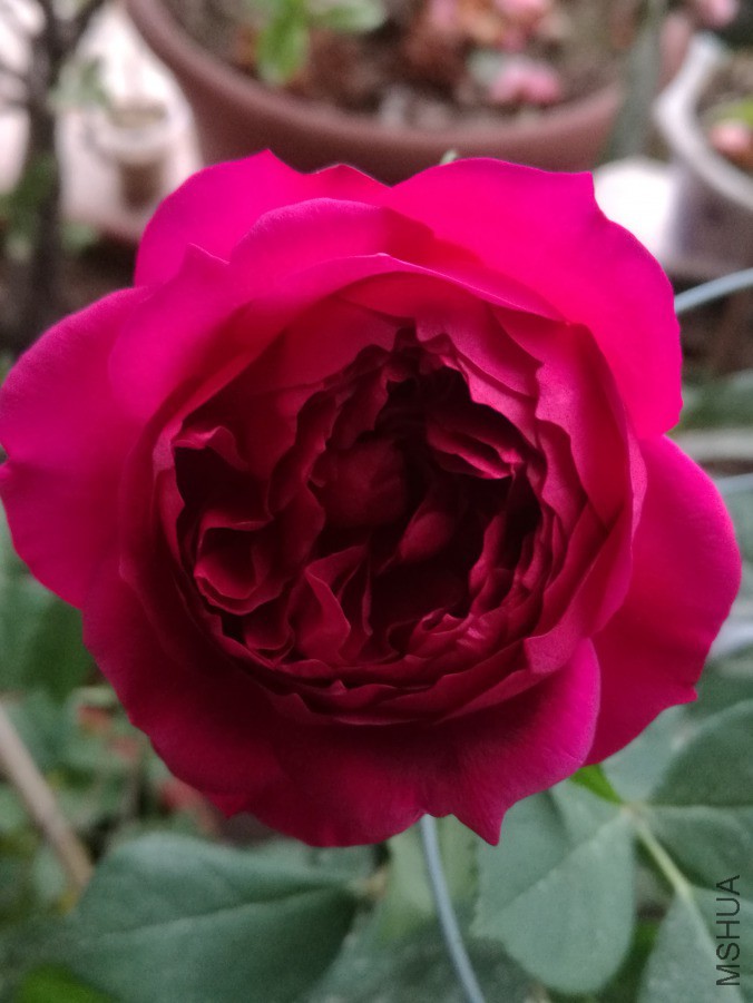 IMG_20190411_075940.jpg
