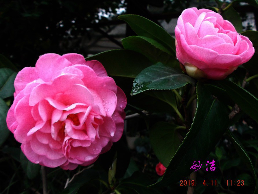 2019-4-11jx 019 ����w.jpg