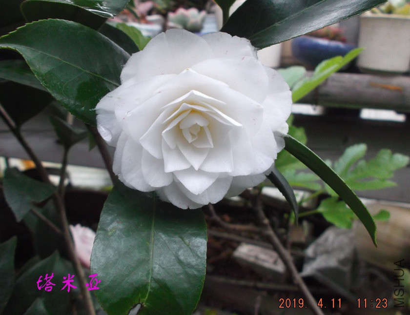 2019-4-11jx 016 ����w1.jpg