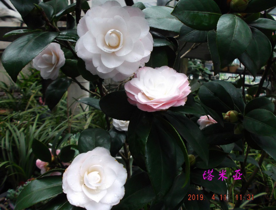 2019-4-11jx 036 ����w.jpg