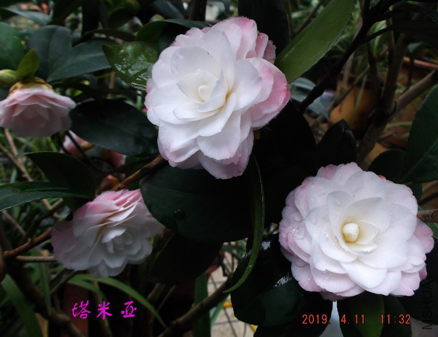 2019-4-11jx 039 ����w.jpg