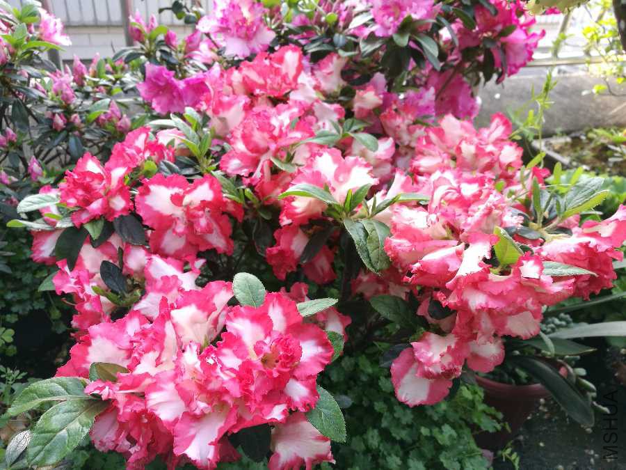 IMG_20190411_165001.jpg
