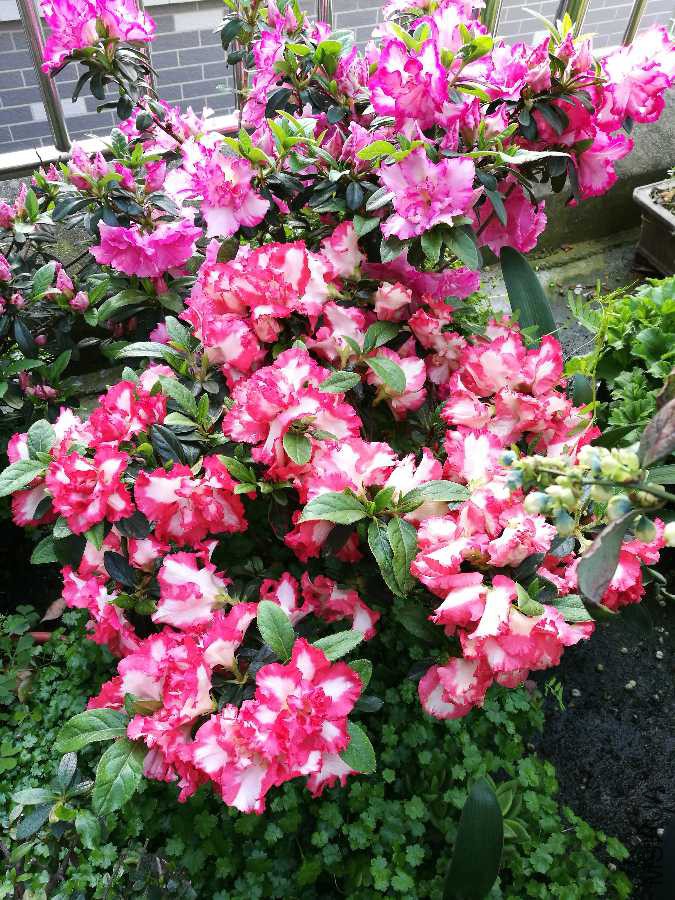 IMG_20190411_164951.jpg