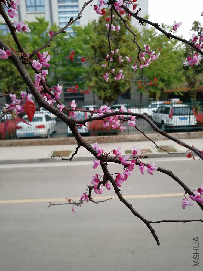 IMG_20190411_174455.jpg