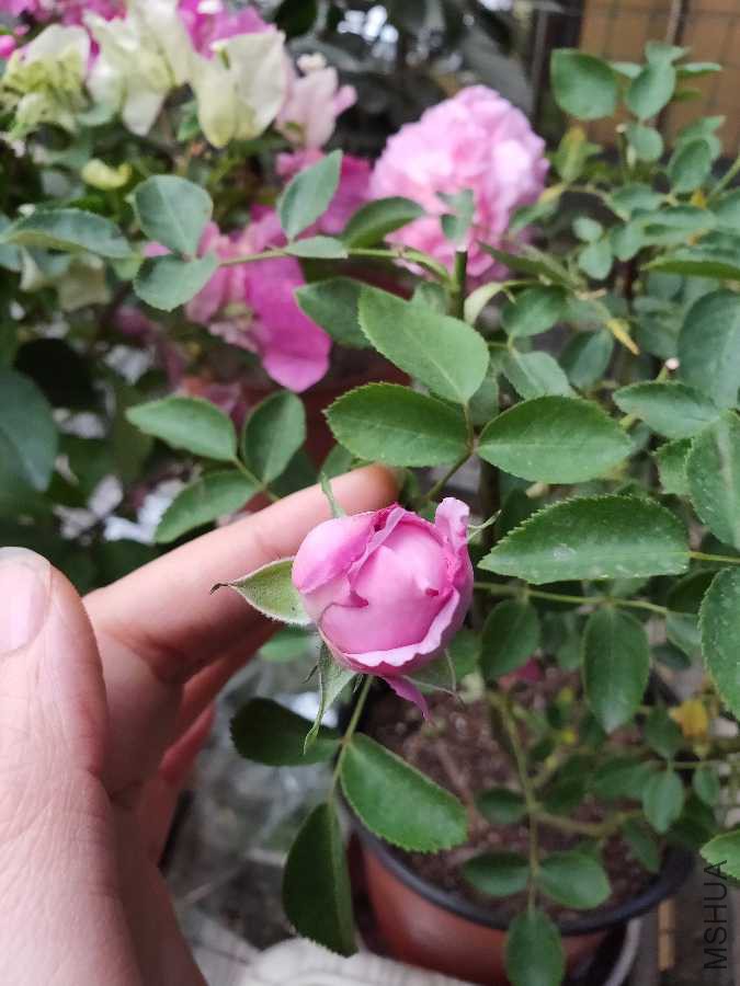 IMG20190412095630.jpg