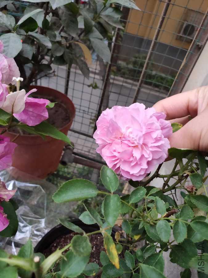 IMG20190412095639.jpg