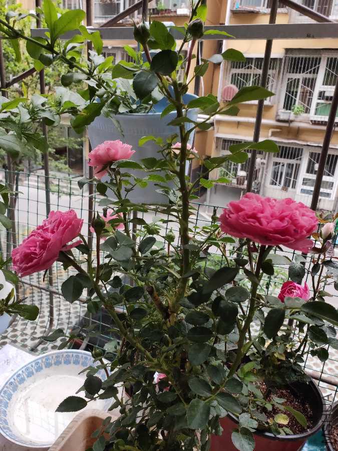 IMG20190412095545.jpg