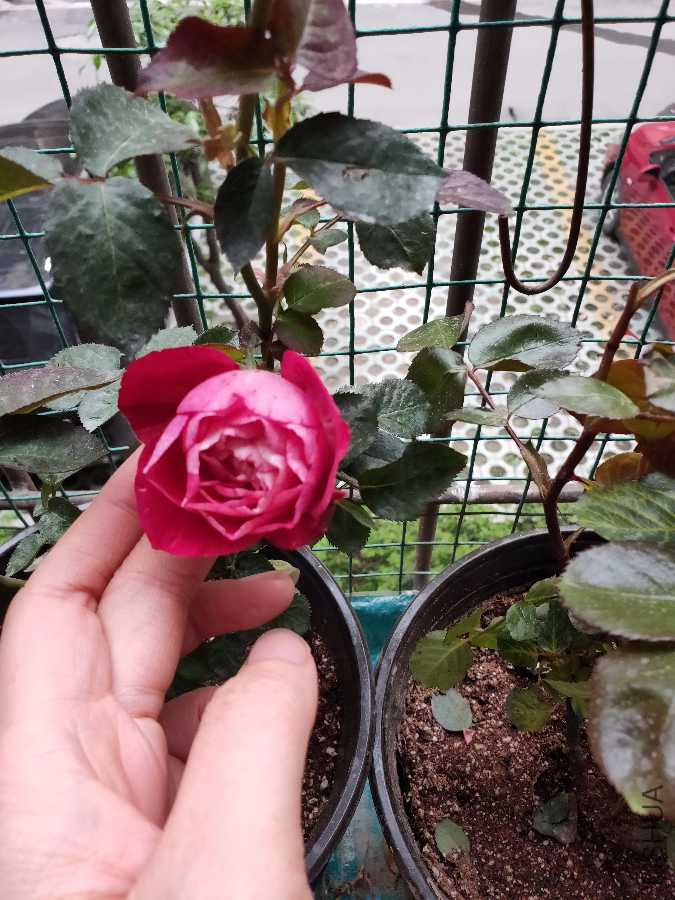 IMG20190412095553.jpg