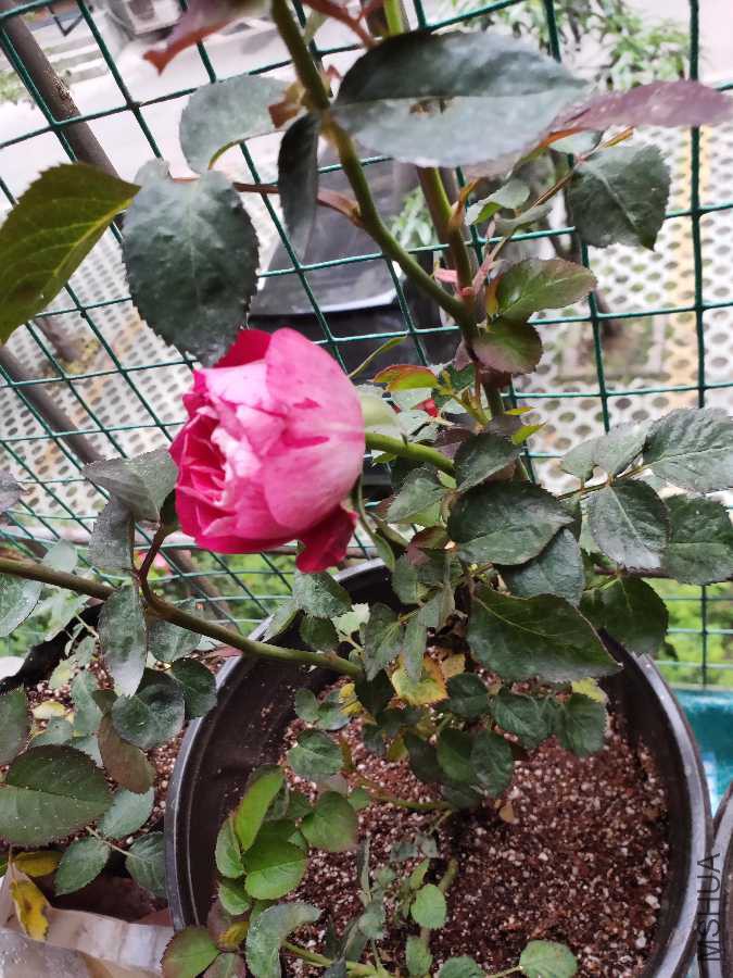 IMG20190412095558.jpg