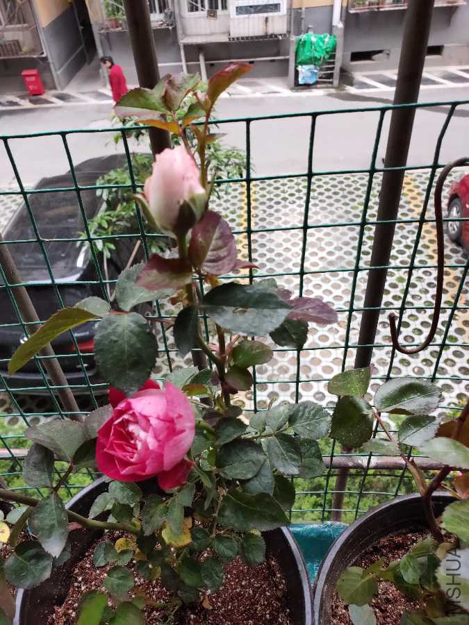 IMG20190412095601.jpg