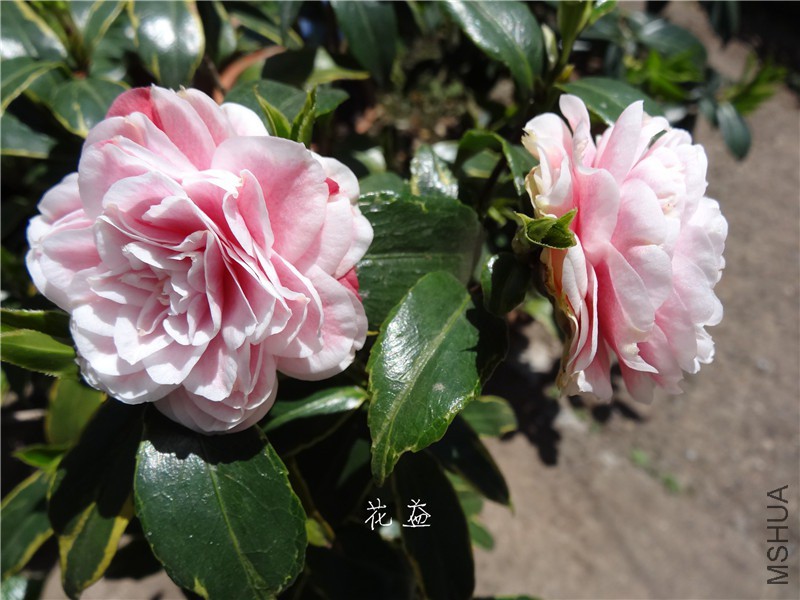 DSC04055.jpg