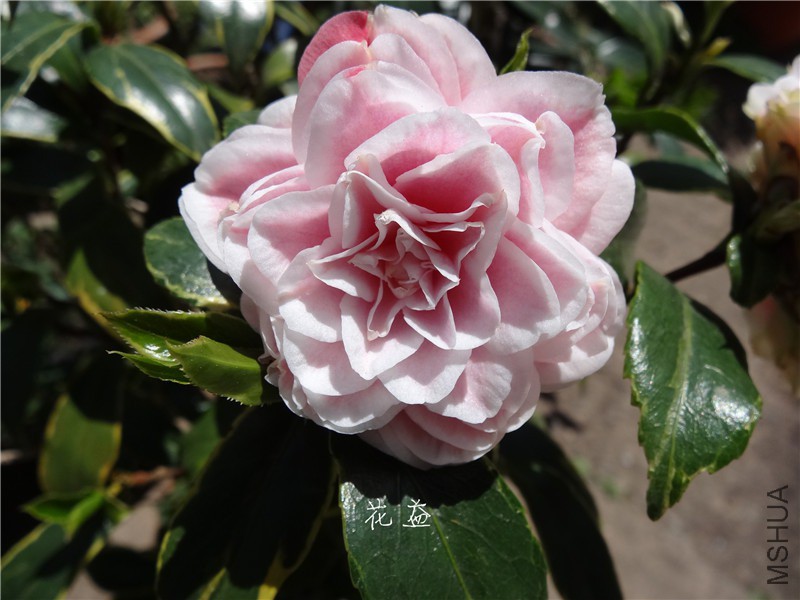 DSC04054.jpg