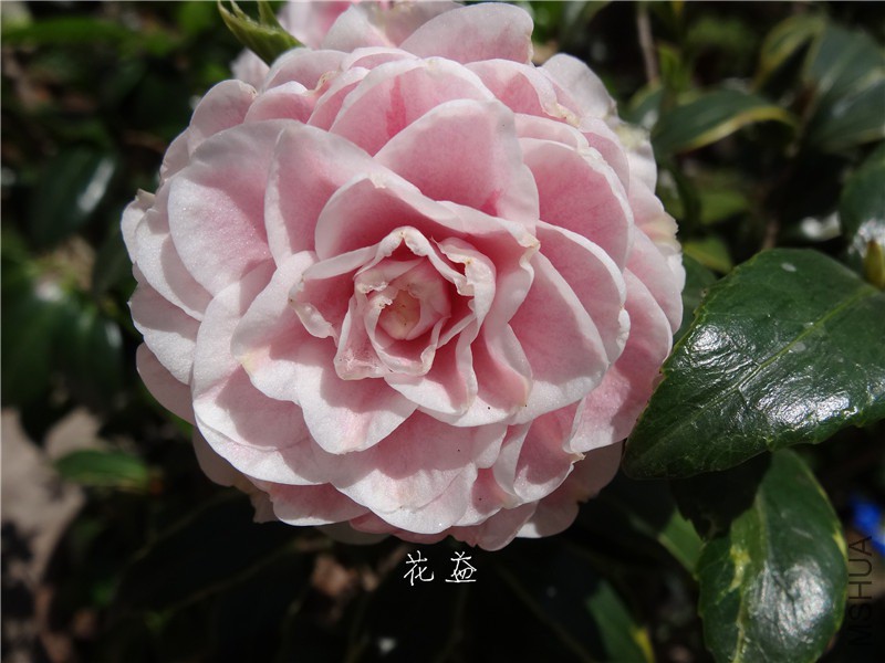 DSC04056.jpg