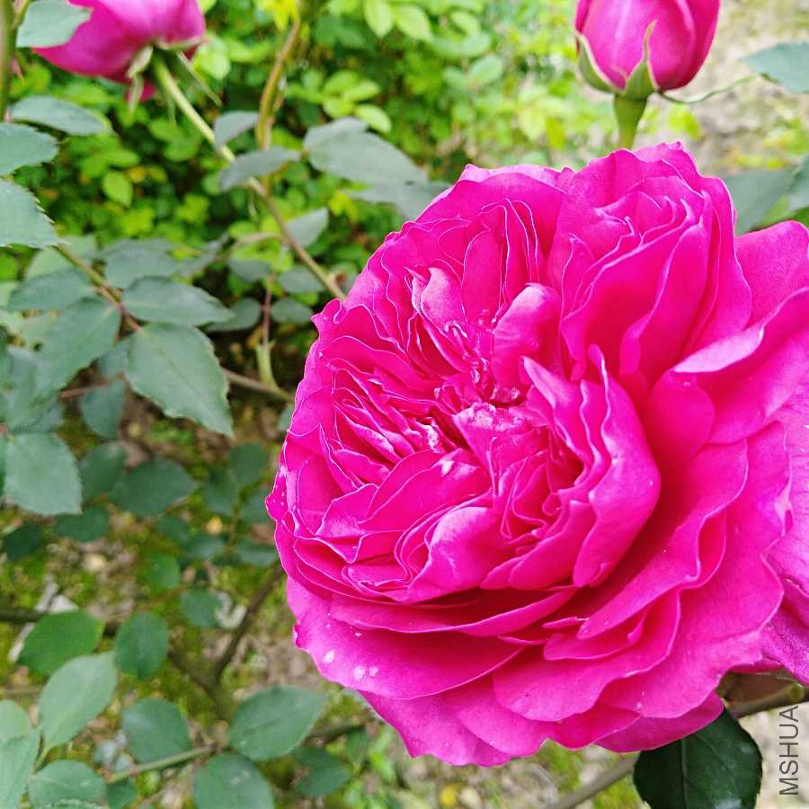 IMG_20190412_112836.jpg