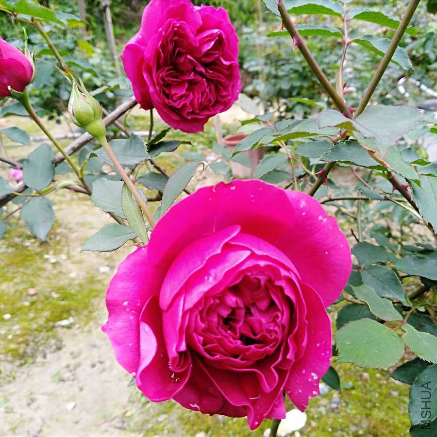 IMG_20190412_112754.jpg