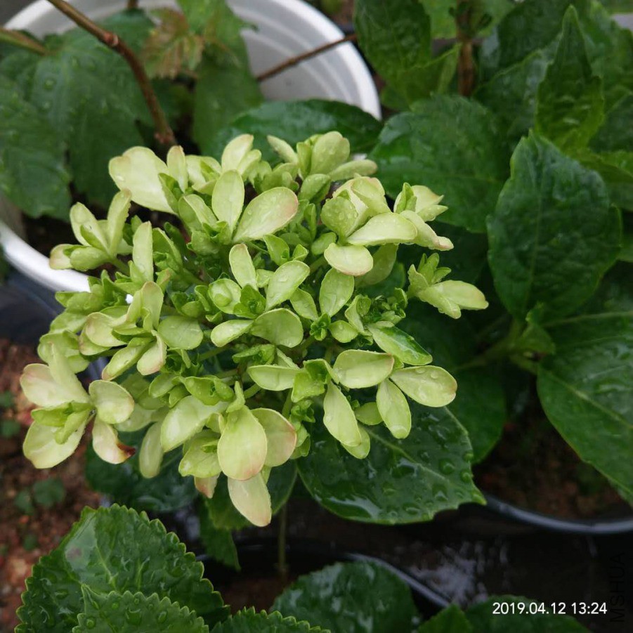 ΢��ͼƬ_20190412132846.jpg