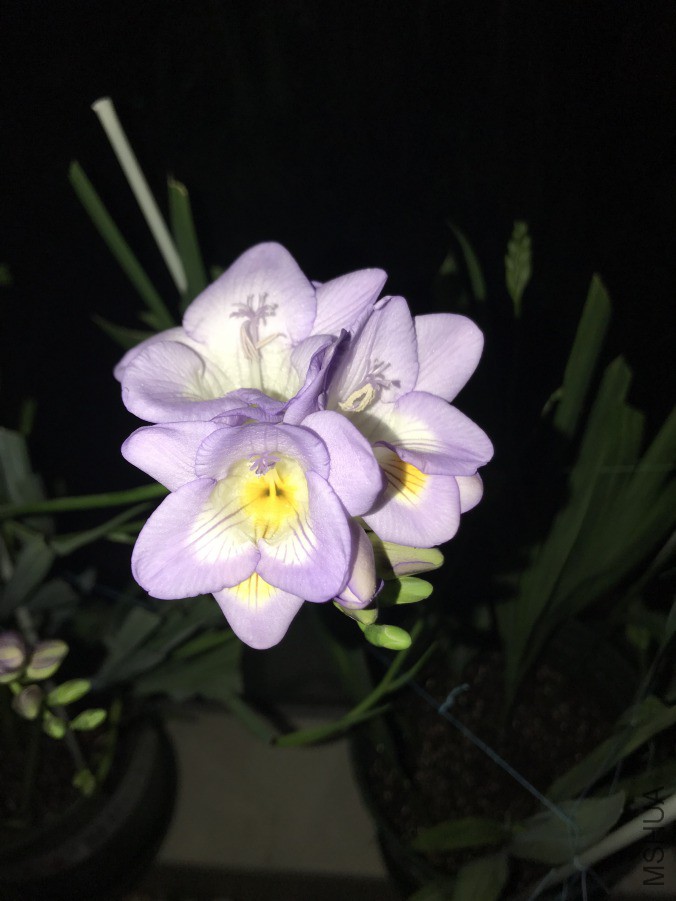 003������̲.JPG