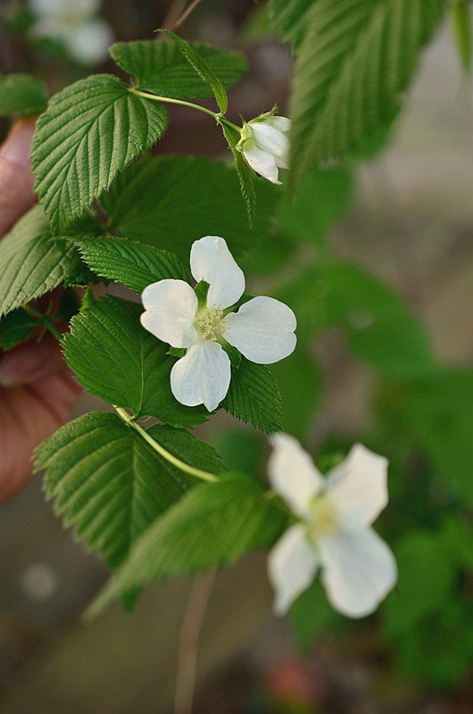 Ǿޱ�ư׻����5.JPG