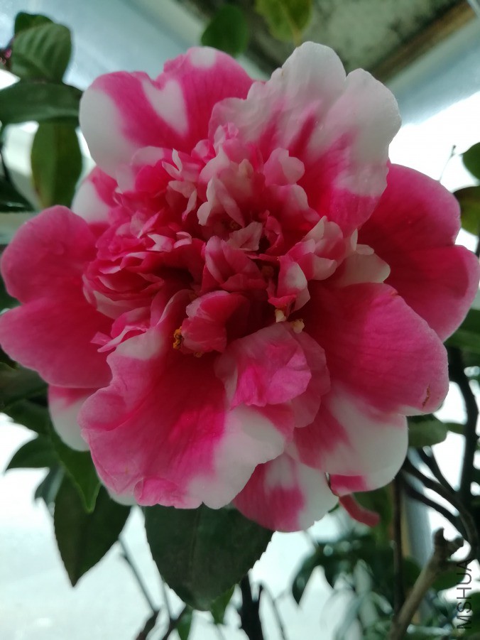 IMG_20190409_143130.jpg
