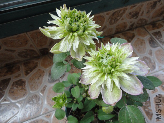 DSC02137.JPG