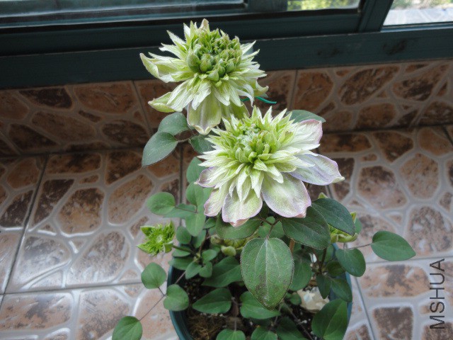 DSC02138.JPG