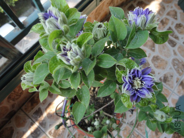 DSC02153.JPG