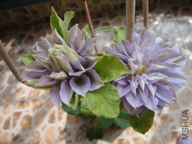 DSC02158.JPG