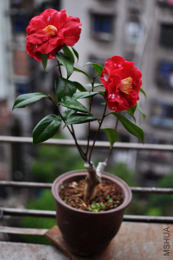 �װ߿���ܰ- (16).JPG