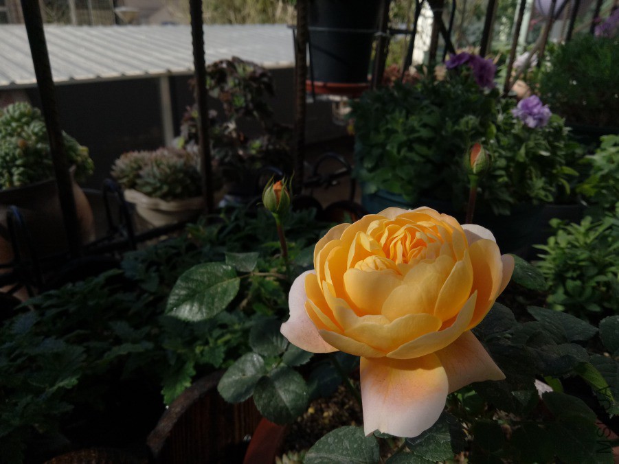 IMG20190414085014.jpg