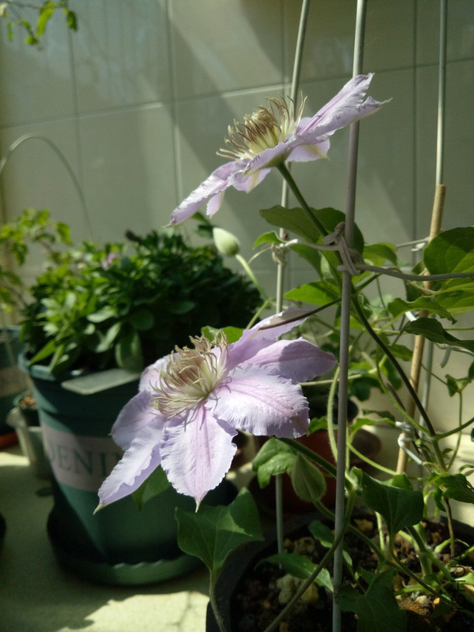 IMG20190410115259.jpg