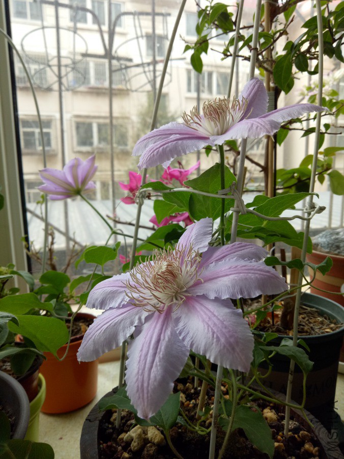 IMG20190412075843.jpg
