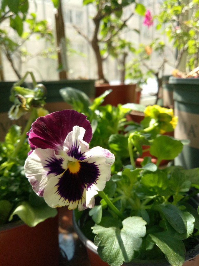 IMG20190410115804.jpg