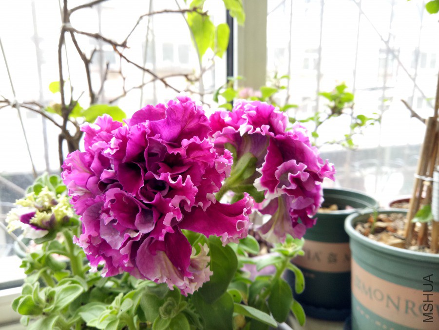 IMG20190409124322.jpg
