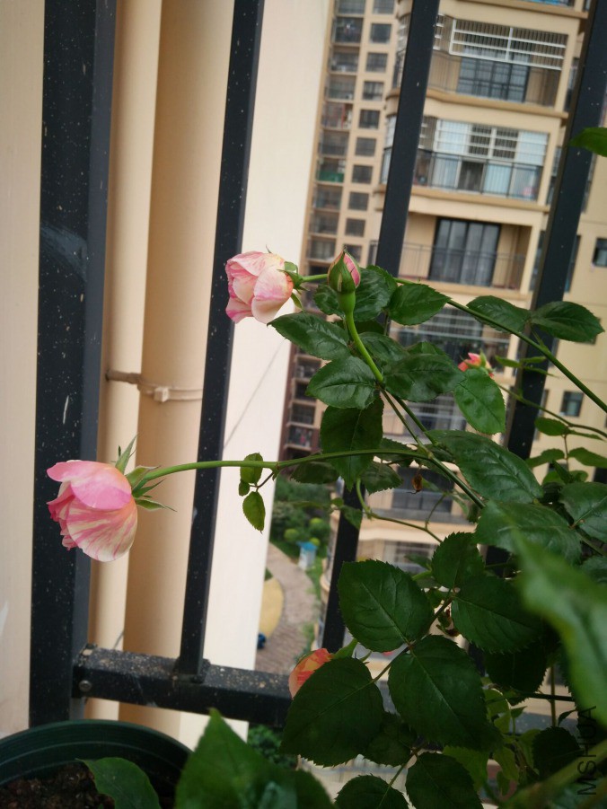QQͼƬ20190415013648.jpg