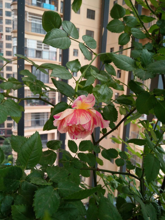 QQͼƬ20190415013712.jpg