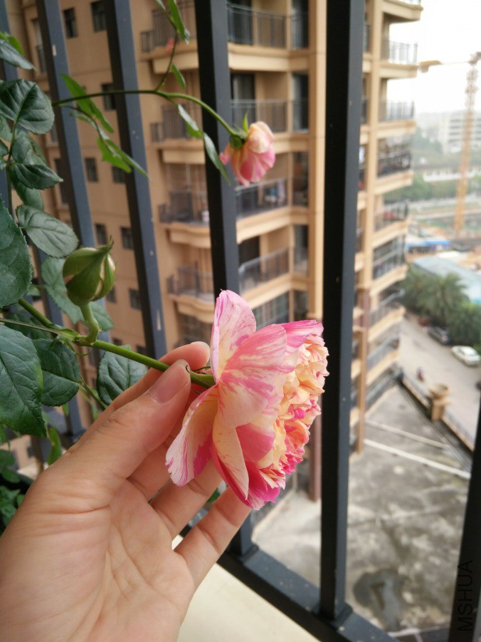 QQͼƬ20190415013719.jpg