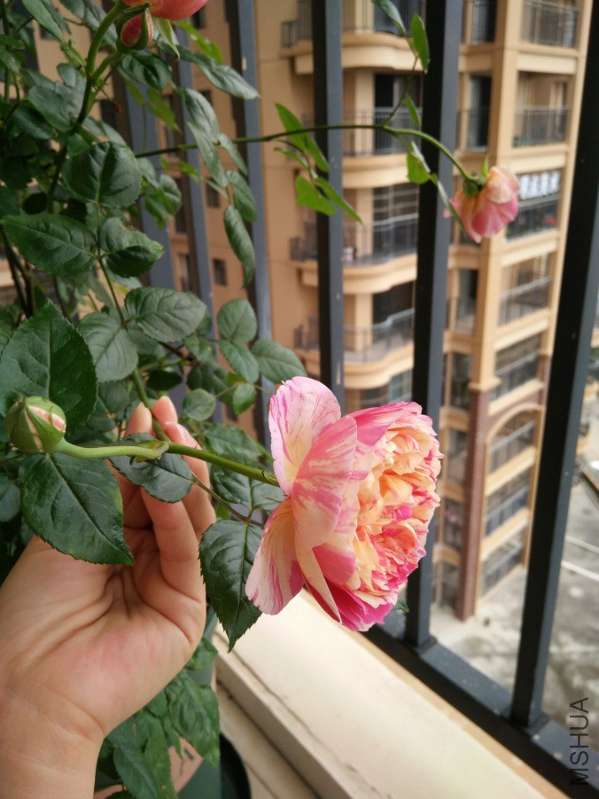 QQͼƬ20190415013730.jpg