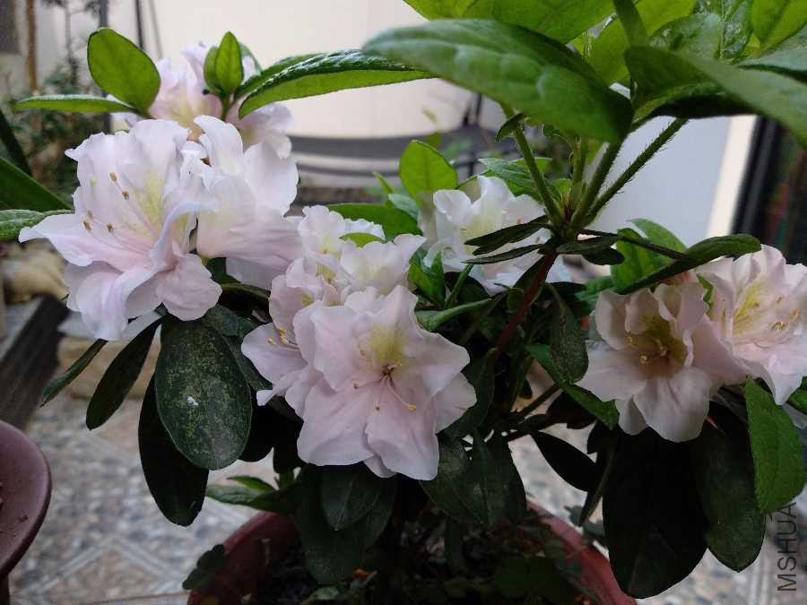 IMG_20190408_062107.jpg