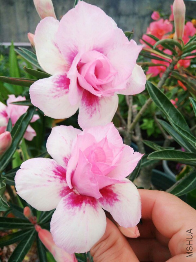 QQͼƬ20190415090328.jpg