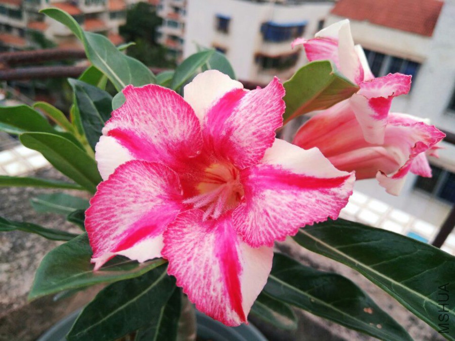 QQͼƬ20190415090357.jpg