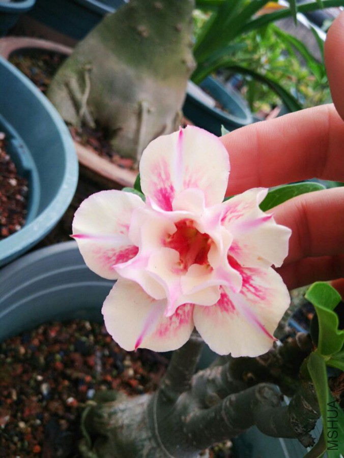 QQͼƬ20190415090406.jpg
