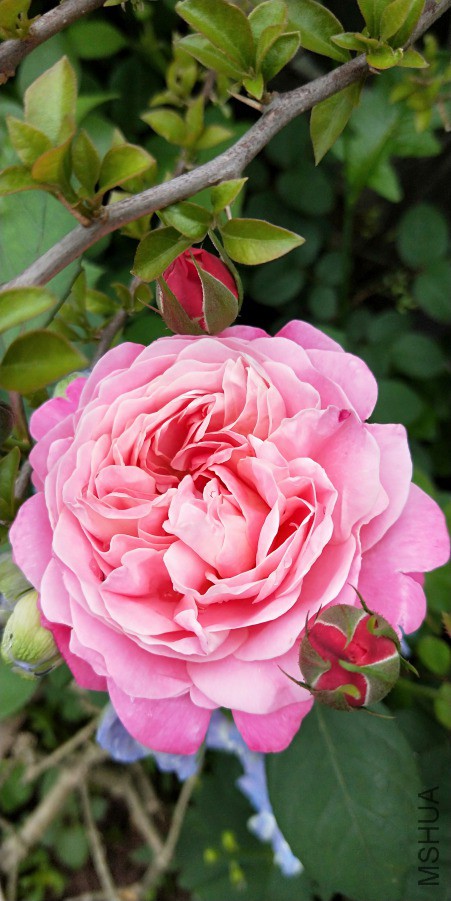 IMG20190415072459.jpg
