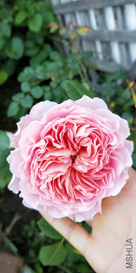 IMG20190412072201.jpg