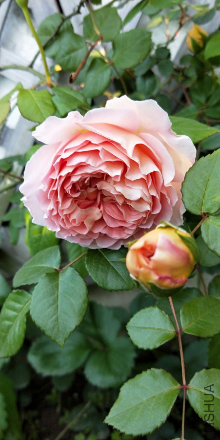 IMG20190412072215.jpg
