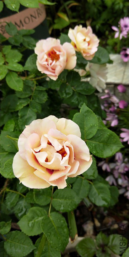 IMG20190414092215.jpg