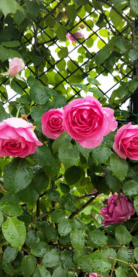 IMG20190414093742.jpg