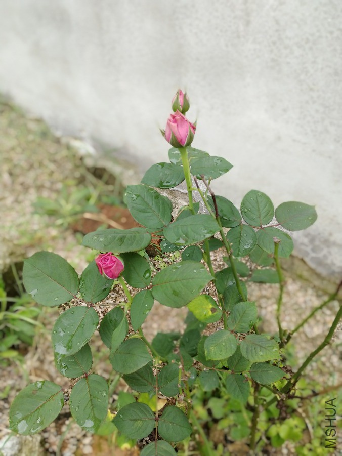 IMG_20190415_103746.jpg